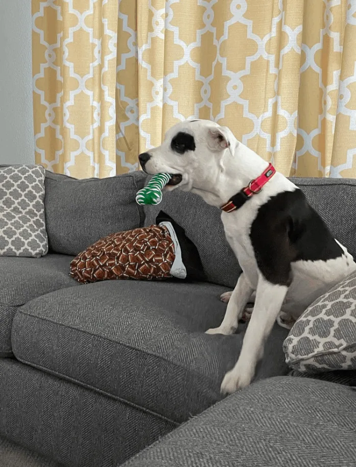 Marshall thumbnail 5