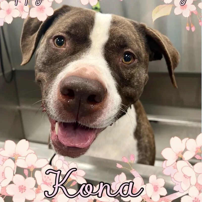 An adult large-sized female Brindle Pit Bull Terrier dog named Kona for adoption in Dallas, TX