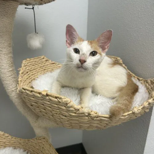 A baby medium-sized male Domestic Short Hair cat named Puzzle for adoption in Tampa, FL
