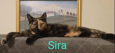 Sira thumbnail 2