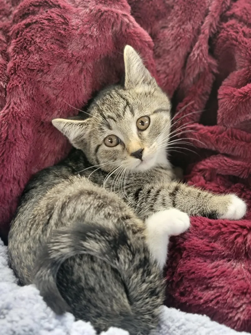 A baby medium-sized female Tabby (Brown / Chocolate) Domestic Short Hair cat named Gena for adoption in Washoe Valley, NV