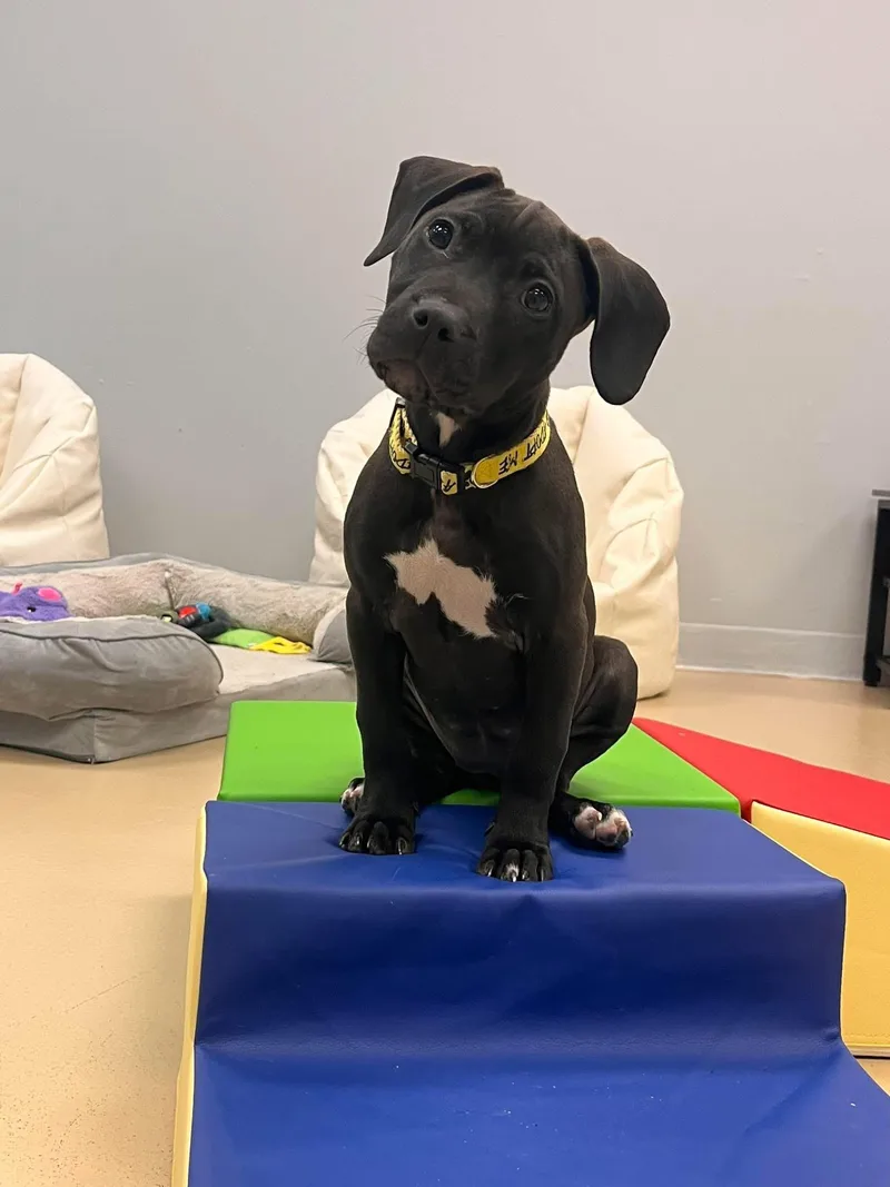 Hummingbird thumbnail 4