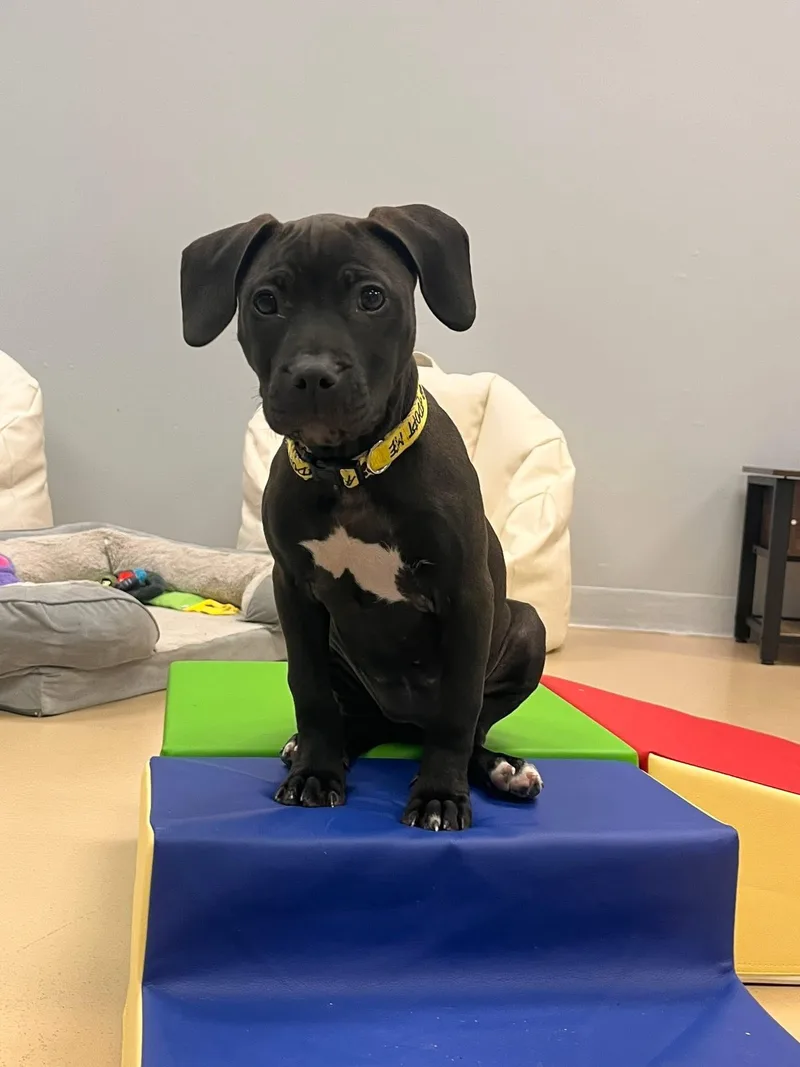 Hummingbird thumbnail 5