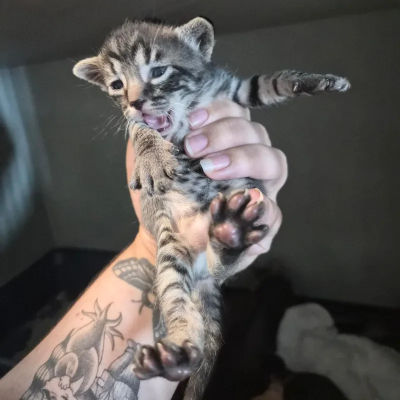 A baby small-sized female Gray / Blue / Silver Domestic Short Hair cat named Caprisun for adoption in Wahiawa, HI