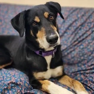 An adult medium-sized male Brown / Chocolate Mixed Breed dog named Jo Jo for adoption in Georgetown, TX