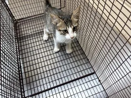 A young small-sized male Tabby (Gray / Blue / Silver) Domestic Short Hair cat named French Fry for adoption in Harlingen, TX