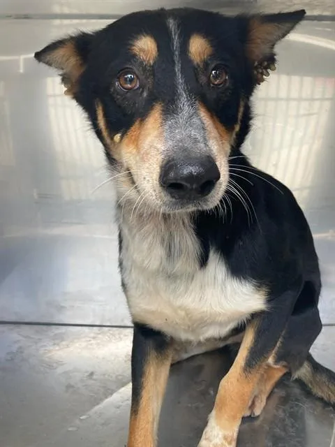 An adult medium-sized male Mixed Breed dog named Mello for adoption in Dallas, TX