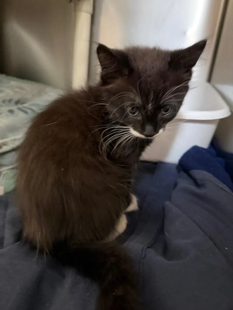 A baby medium-sized female Domestic Short Hair cat named Walnut for adoption in Pomona, NY