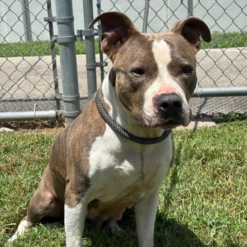 An adult medium-sized female Brown / Chocolate Pit Bull Terrier dog named Huntress for adoption in League City, TX