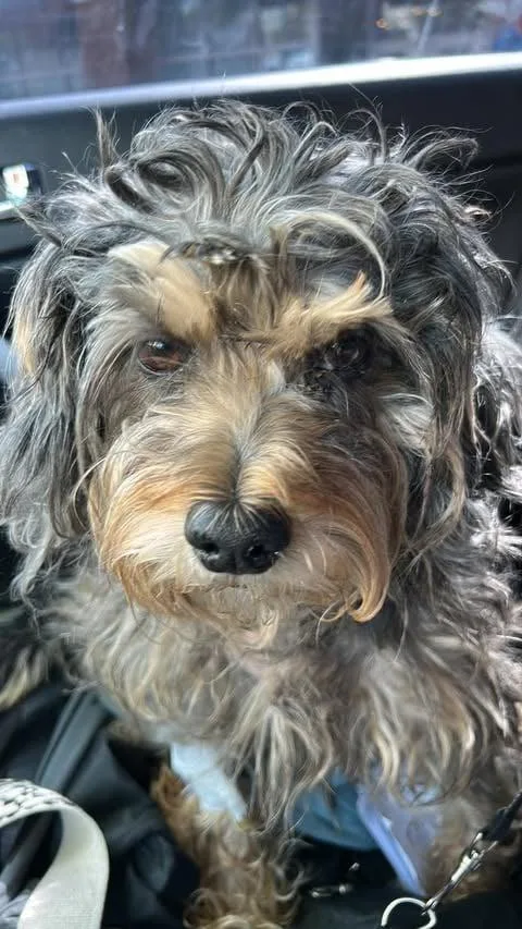 Nugget