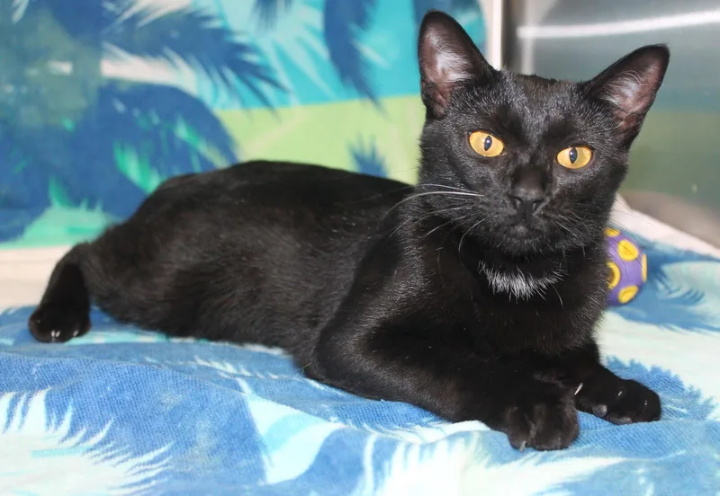 A young medium-sized female Domestic Short Hair cat named Emma for adoption in Prattville, AL