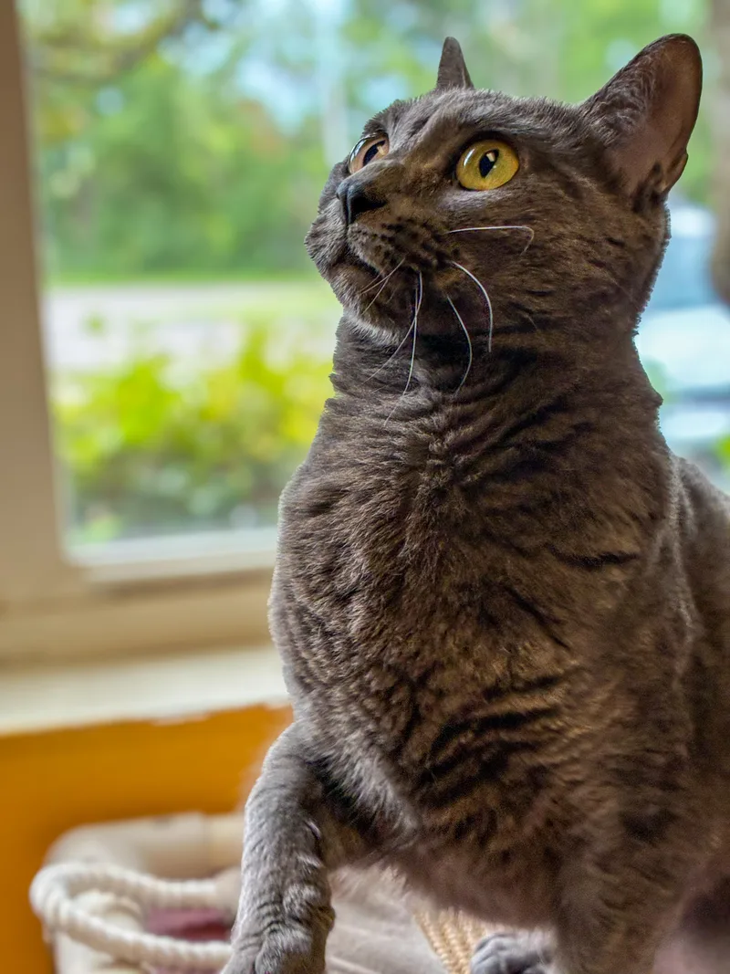 An adult medium-sized female Smoke Domestic Short Hair cat named Safire for adoption in Norwich, NY