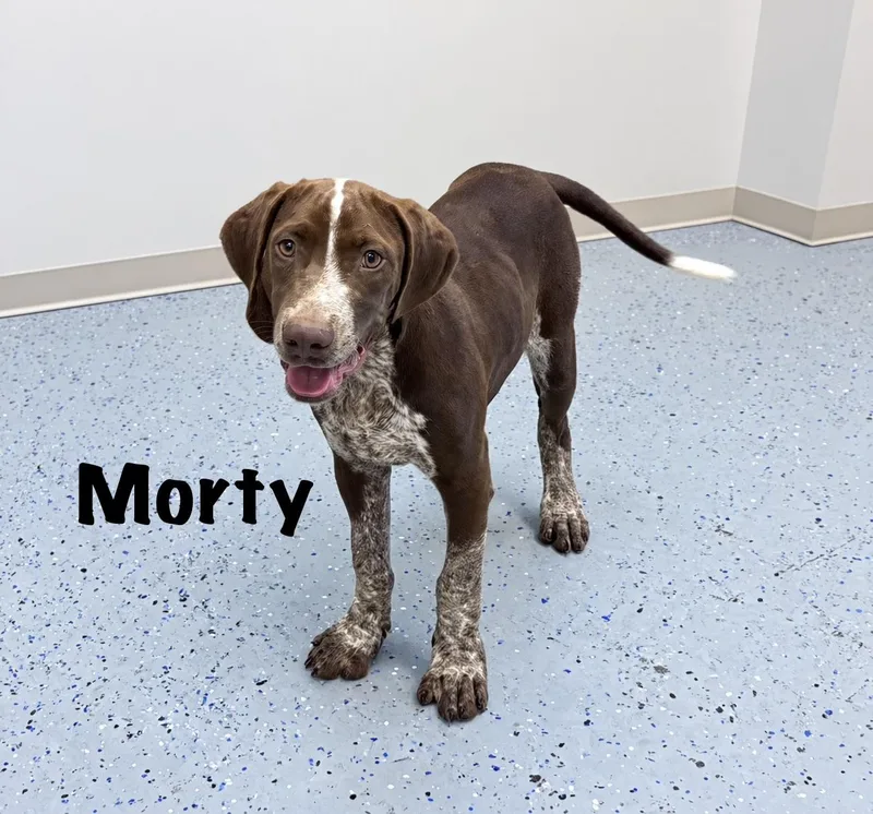 A baby large-sized male Brown / Chocolate German Shorthaired Pointer dog named Morty for adoption in Senatobia, MS