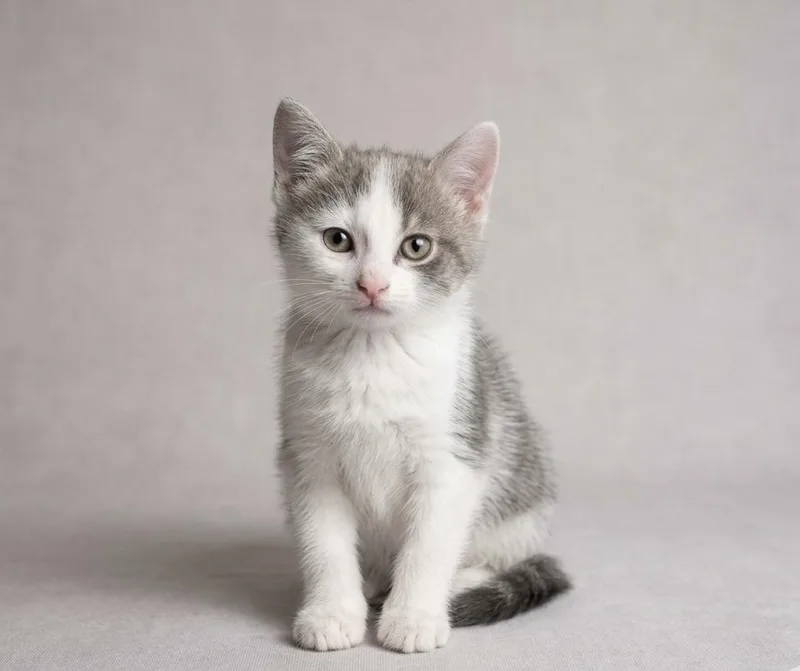 A baby small-sized male Gray & White Domestic Short Hair cat named Cletus for adoption in Johnson City, TN