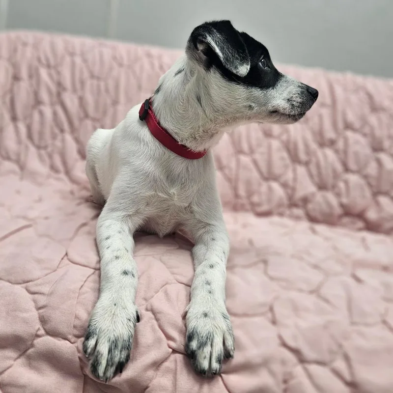 A baby medium-sized male Australian Cattle Dog / Blue Heeler dog named Rodeo for adoption in Monticello, IA