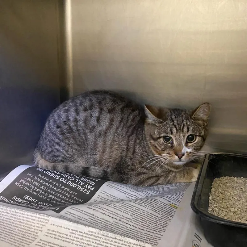 An adult small-sized male Gray / Blue / Silver Domestic Short Hair cat named Boots for adoption in Spanish Fork, UT