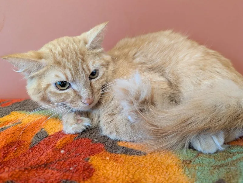 A young medium-sized male Domestic Long Hair cat named Dwight for adoption in Superior, WI