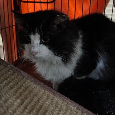 An adult medium-sized male Black Domestic Long Hair cat named Dominic for adoption in Abingdon, MD