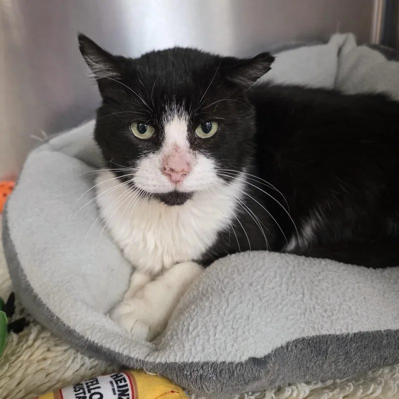 An adult medium-sized male Black & White / Tuxedo Domestic Short Hair cat named Wally for adoption in Macomb Twp, MI