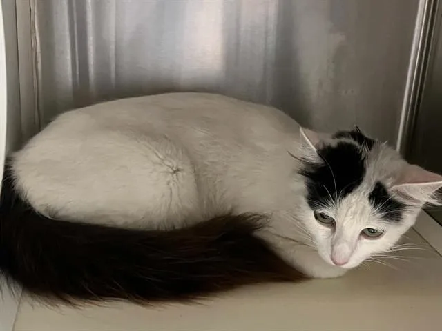 A young small-sized female Domestic Short Hair cat named Beverly for adoption in Tustin, CA
