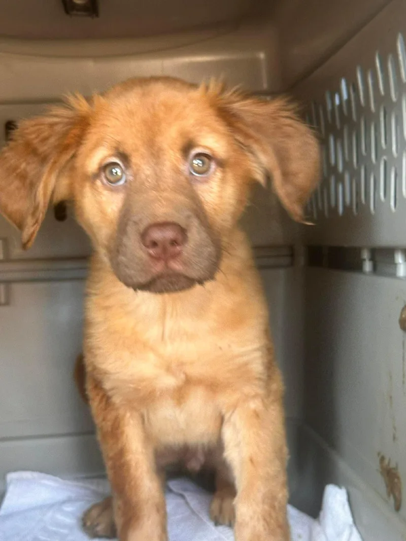 A baby medium-sized male Golden Retriever dog named Fluffy for adoption in Carmel, NY
