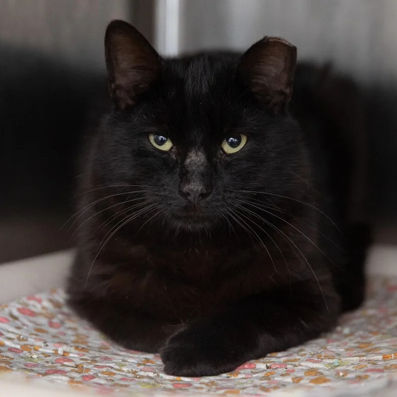 A young medium-sized male Black Domestic Short Hair cat named Stark for adoption in Salt Lake City, UT