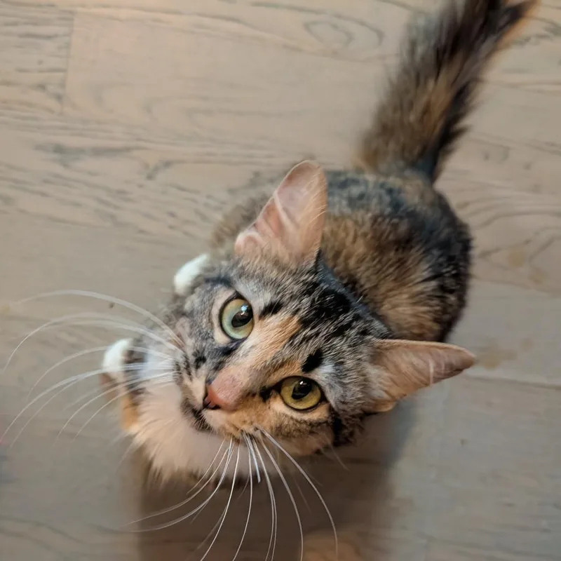 An adult medium-sized female Torbie Domestic Medium Hair cat named Flower for adoption in Evanston, IL