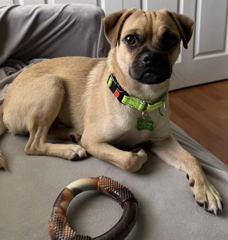 A young small-sized male Pug dog named Doug Chug for adoption in Valrico, FL