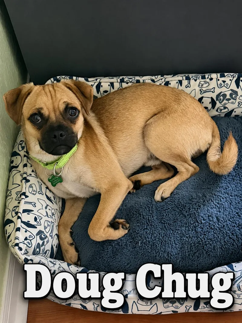 Doug Chug thumbnail 3