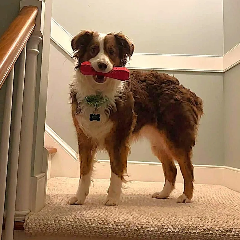 An adult medium-sized female Australian Shepherd dog named Novella for adoption in Alexandria, VA