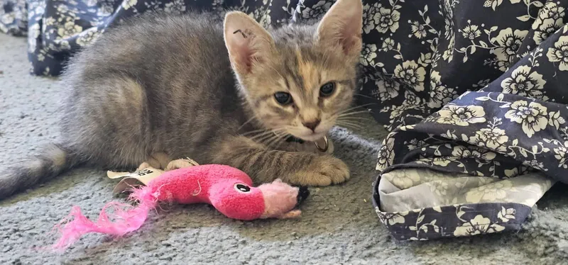 A baby medium-sized female Dilute Calico cat named Skyekc for adoption in Greenville, DE