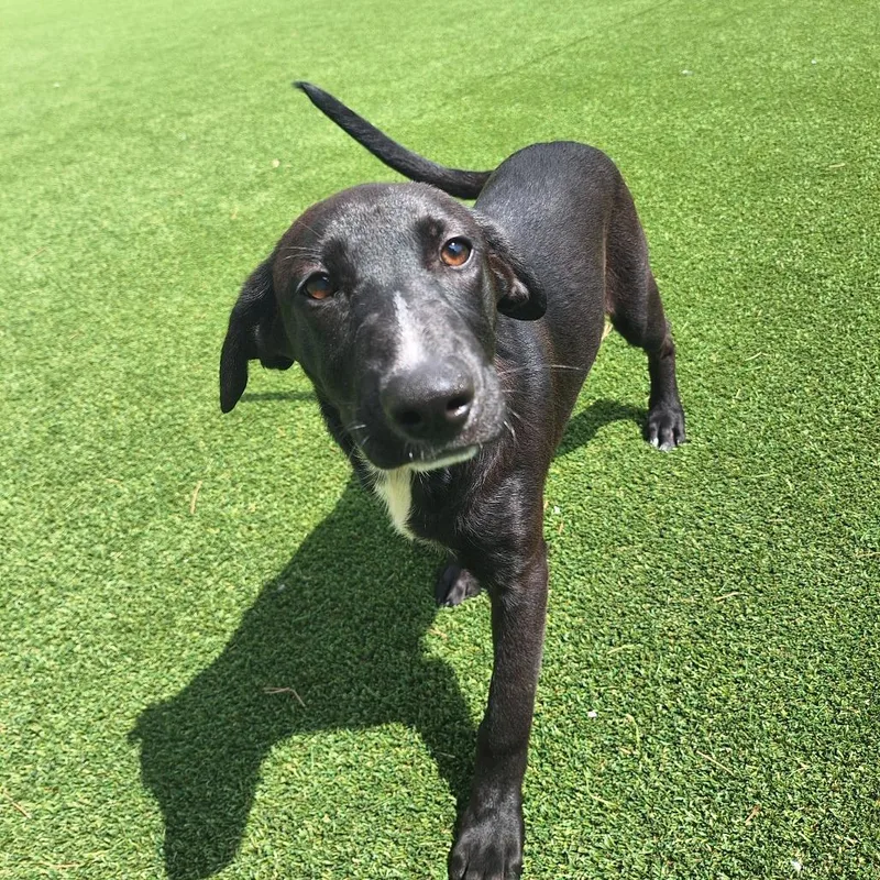 A baby medium-sized female Black Labrador Retriever dog named Naoki Nanami for adoption in LOXAHATCHEE, FL