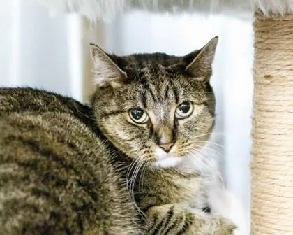 An adult medium-sized female Domestic Short Hair cat named Roxy for adoption in Camano Island, WA