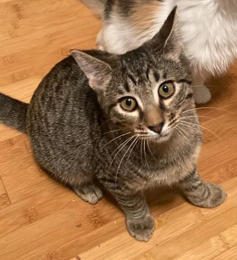A baby medium-sized female Tabby (Brown / Chocolate) Domestic Short Hair cat named Whitney for adoption in Watkinsville, GA