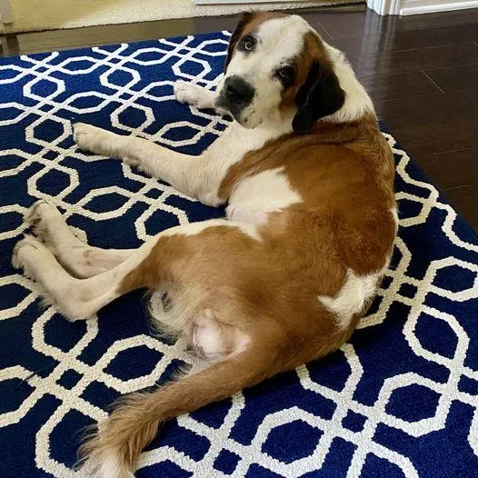 An adult extra large-sized female Saint Bernard dog named Laika for adoption in Winter Park, CO