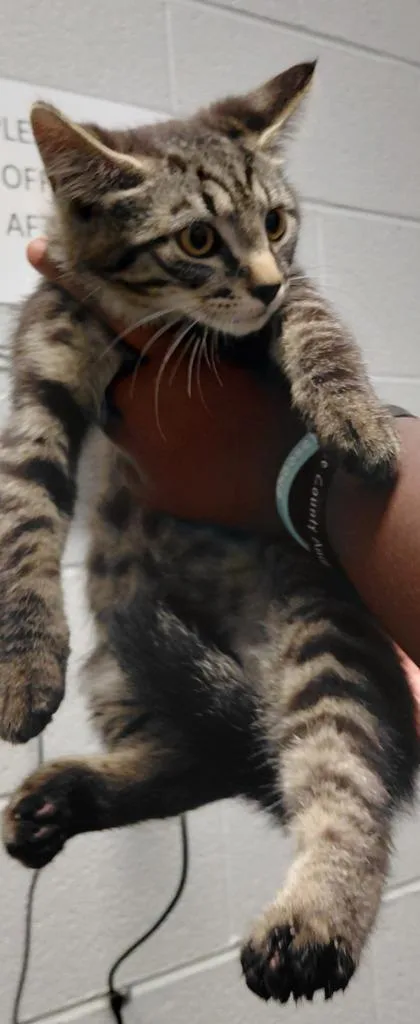 A baby small-sized male Domestic Short Hair cat named Zigzag for adoption in Henderson, NC