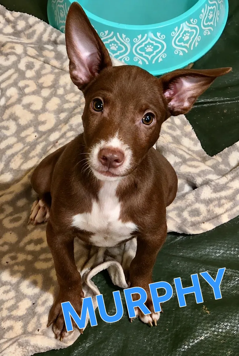 Murphy