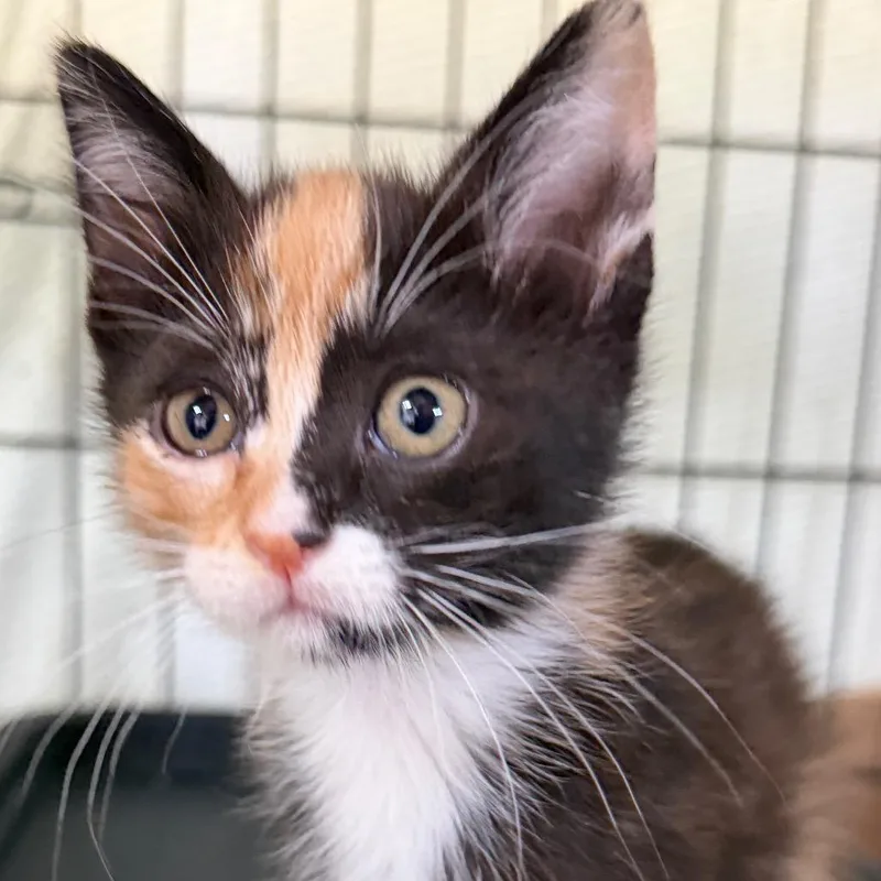 A baby small-sized female Calico Domestic Short Hair cat named Snap for adoption in Long Beach, CA