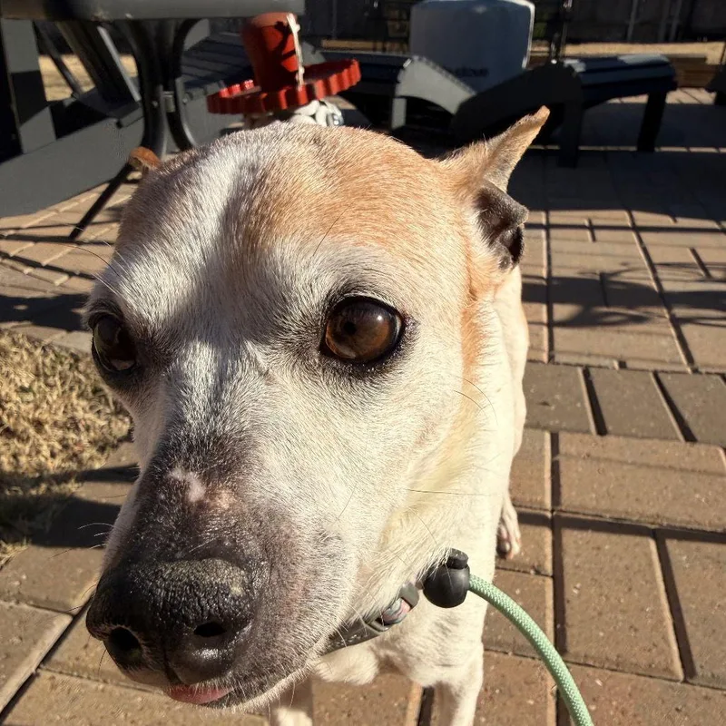 A senior small-sized female Chihuahua dog named Amora for adoption in Dallas, TX