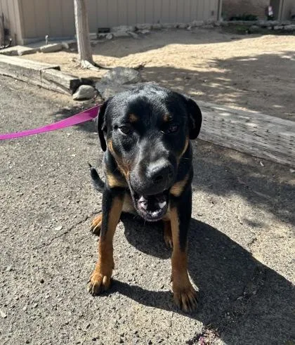 An adult large-sized male Labrador Retriever dog named Heath Burns for adoption in Fresno, CA