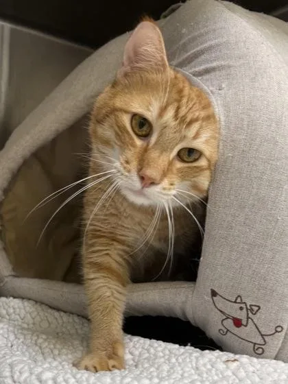 An adult small-sized male Domestic Short Hair cat named Lucky for adoption in Honolulu, HI