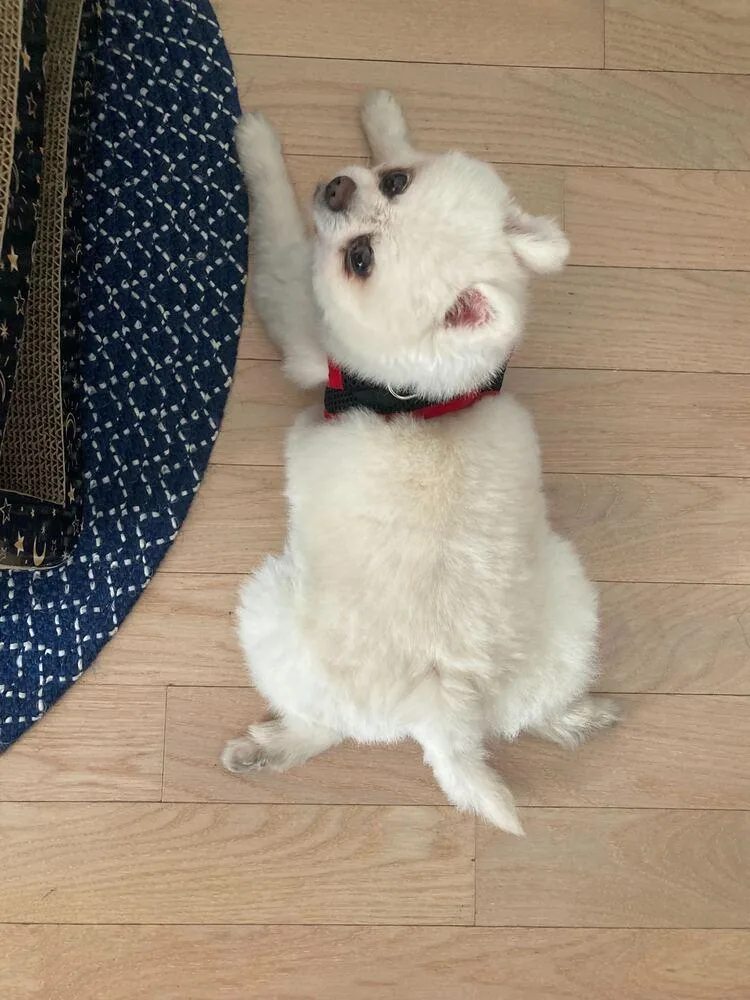 Rudy