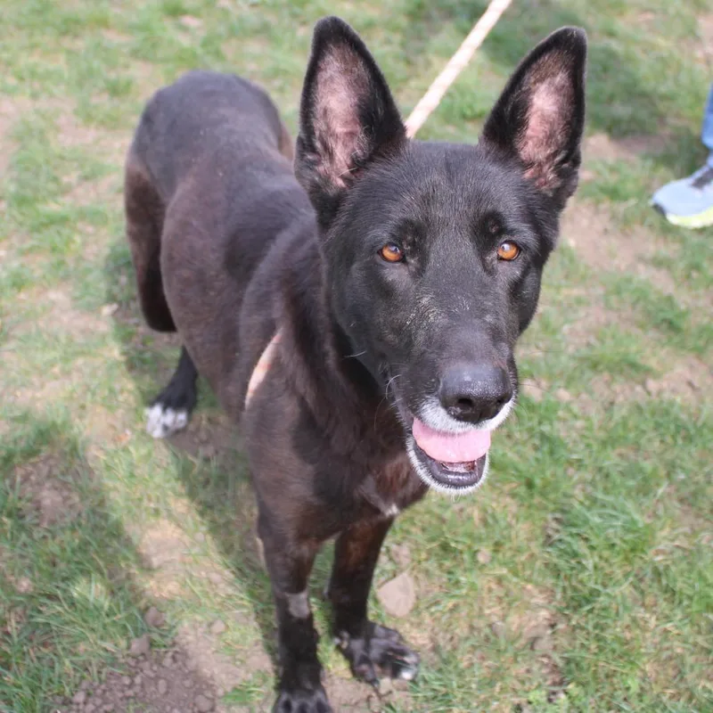 An adult large-sized female Black German Shepherd Dog dog named Lulu for adoption in Champaign, IL