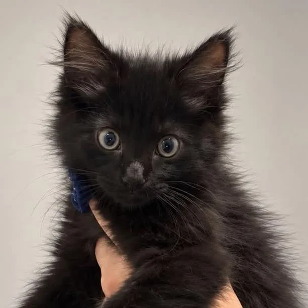 A baby small-sized male Domestic Long Hair cat named Phantom for adoption in Tampa, FL