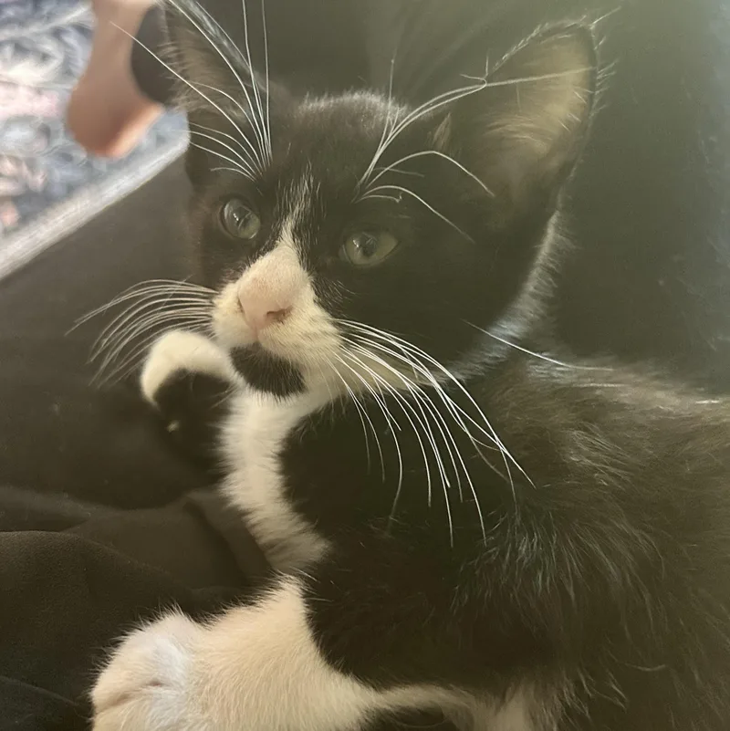 A baby small-sized female American Shorthair cat named Ella for adoption in Lilburn, GA