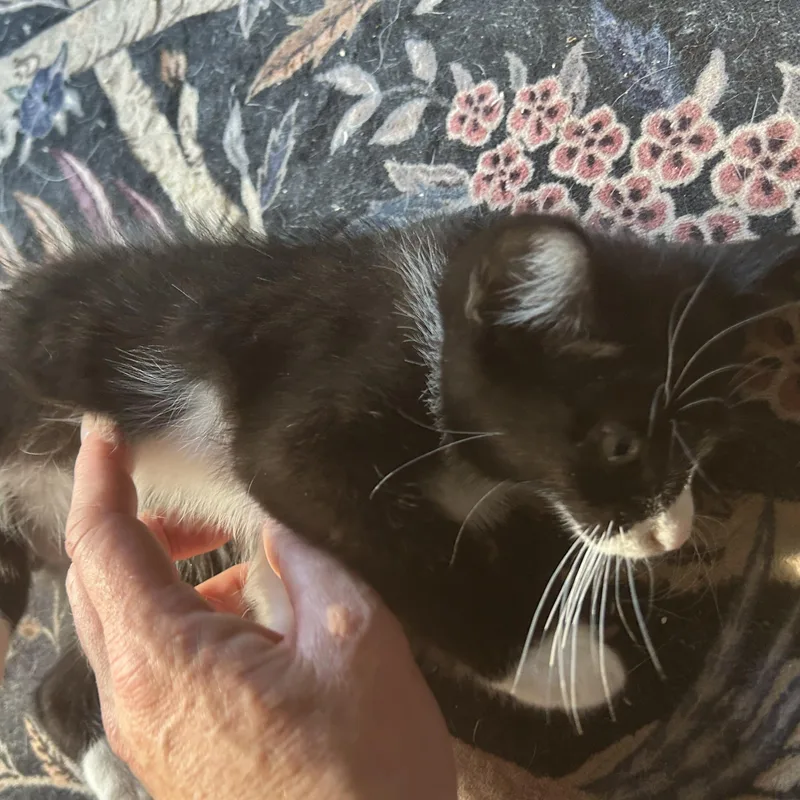 Ella thumbnail 6