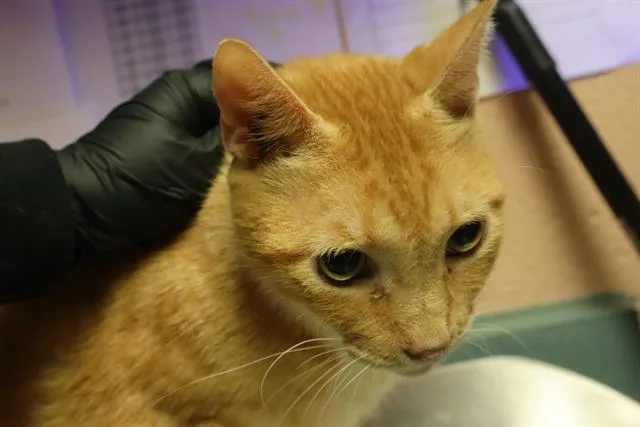 An adult large-sized male Domestic Short Hair cat named Micah for adoption in Columbia, SC