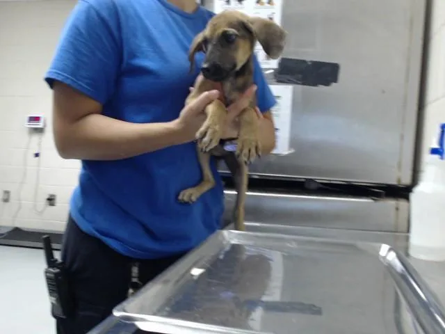 A baby small-sized female Treeing Walker Coonhound dog named Petunia for adoption in Fayetteville, NC