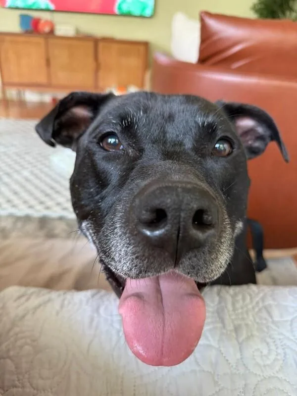 A senior large-sized female Black Mixed Breed dog named Tamiami for adoption in Cincinnati, OH