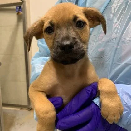 A baby small-sized male Mixed Breed dog named Taco for adoption in West Chester, PA